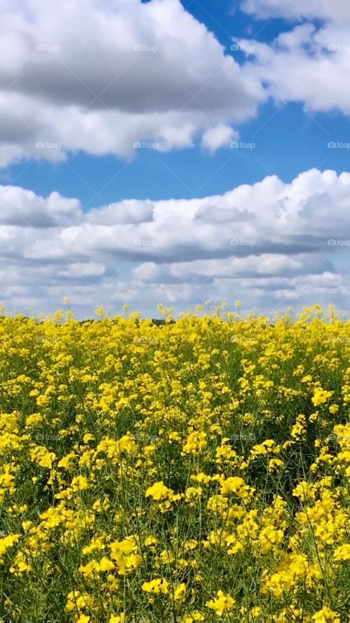 Blue sky with clouds, yellow flowers field, Ukraine