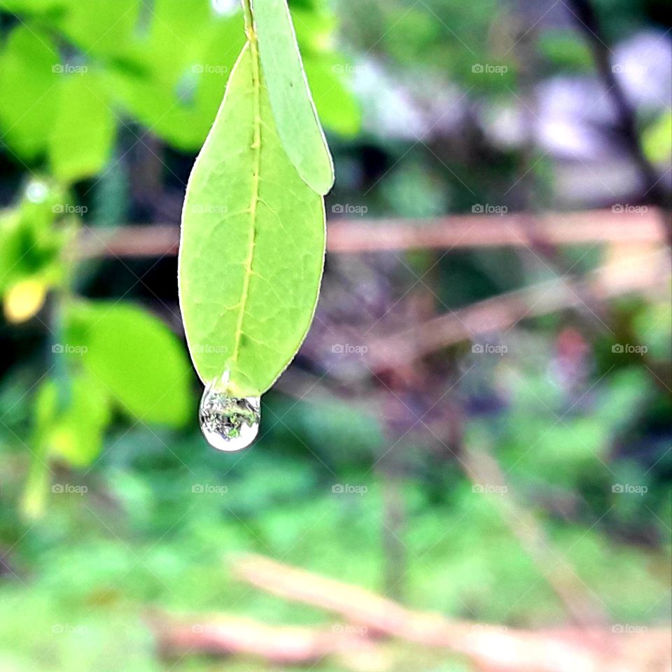 Rain a drop of water on a green leaf
