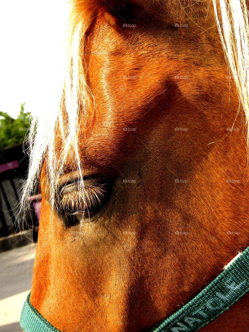 gracious eyelashes