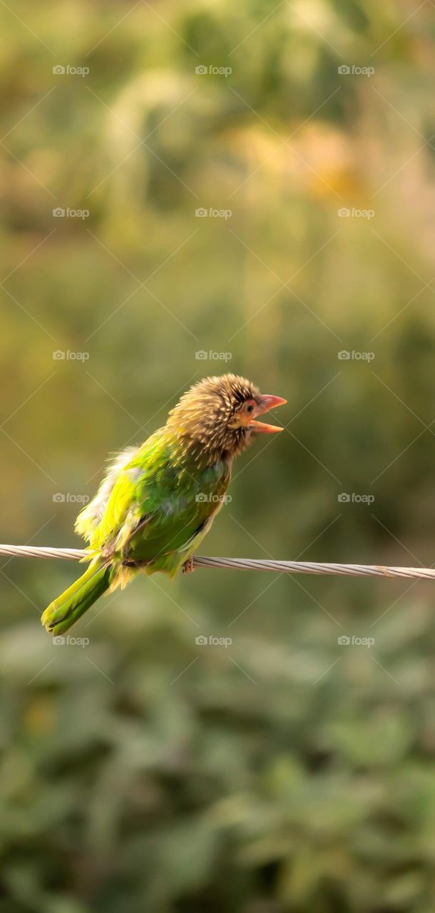 Brown headed Asian Barbet green color brown head