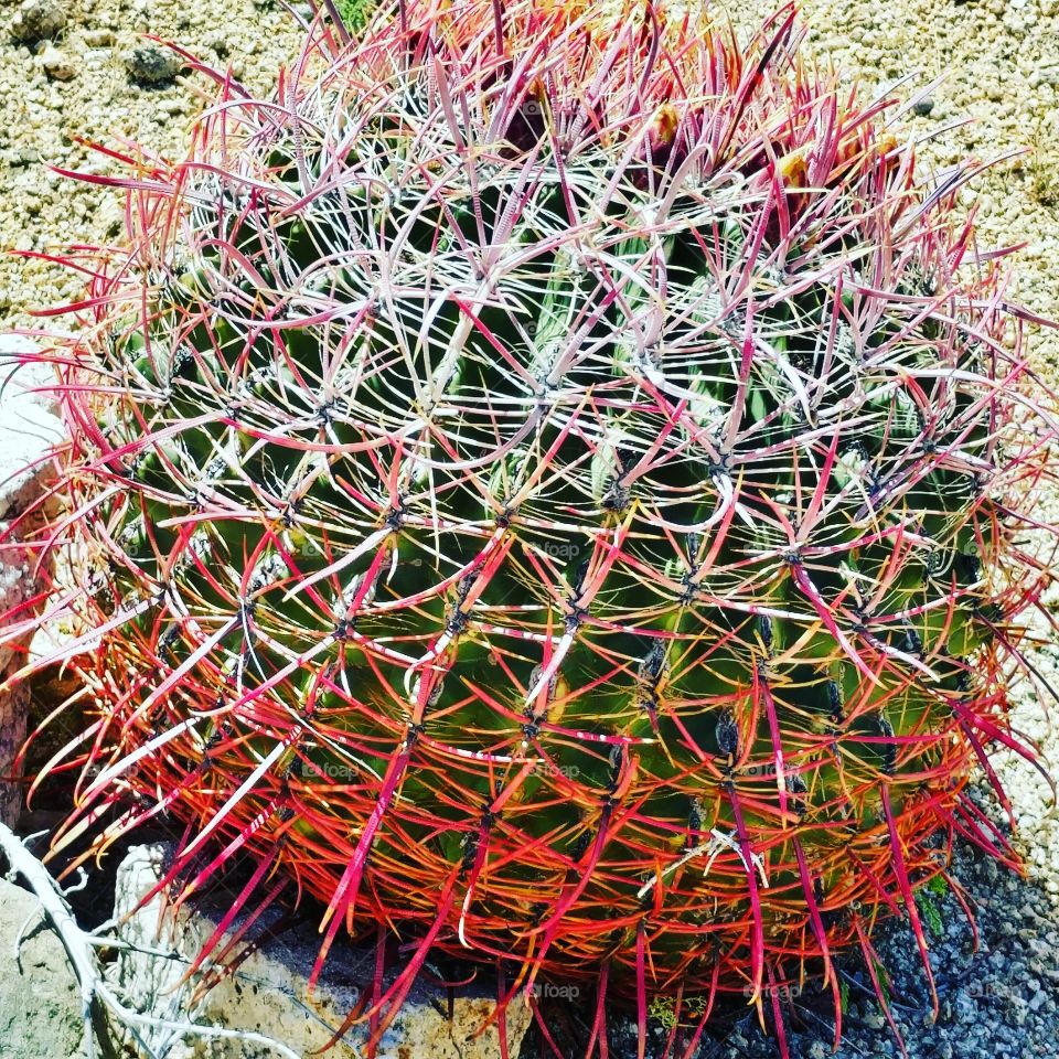 Cactus at Joshua Tree National Park