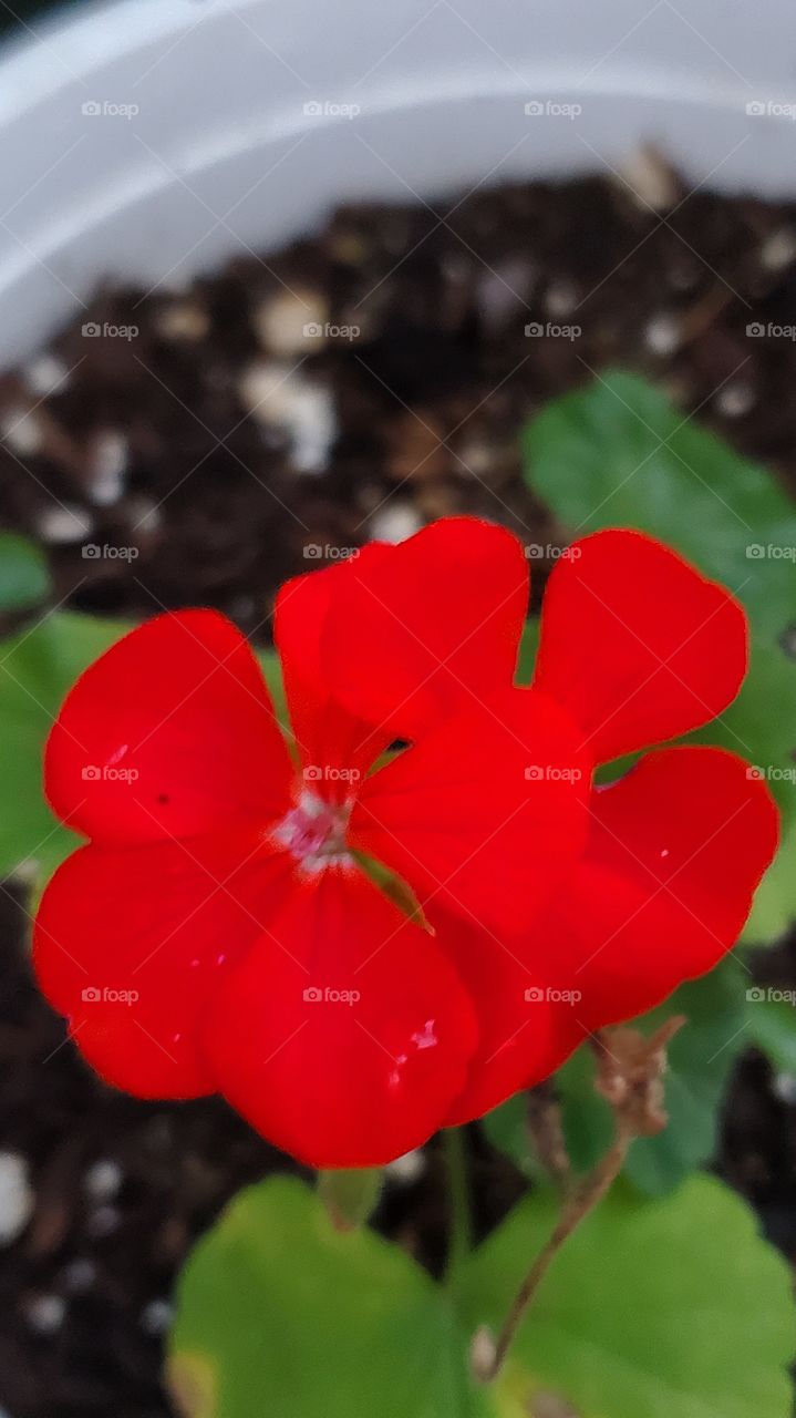 beautiful red geranium