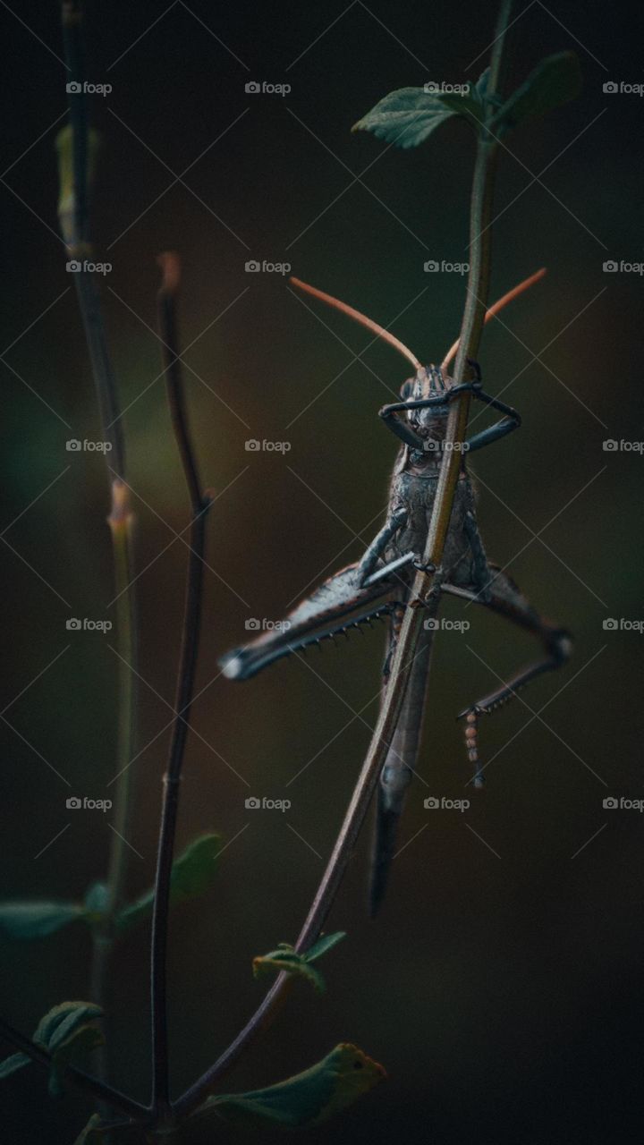 A grasshopper hangs onto the stem of a bush in my front yard