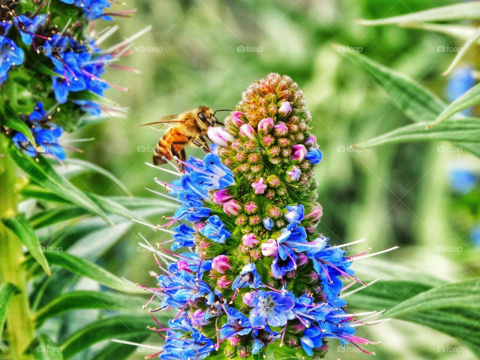 Wild Bee On A Blue Flower