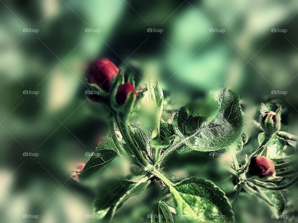 apple blossoms in early spring