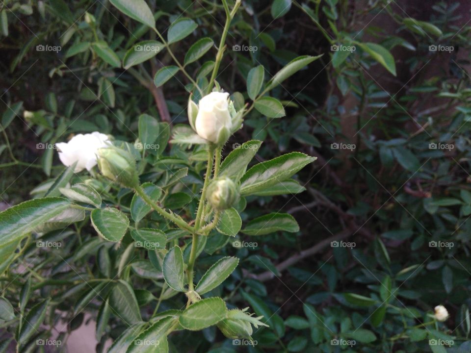 beautiful white rose bud