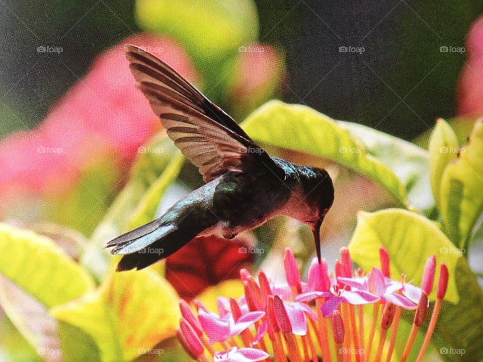Hummingbird in flight feeding nectar from flower 