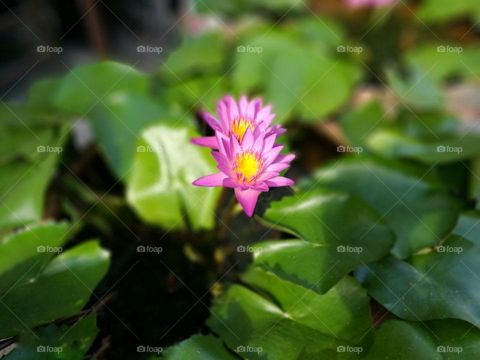 Pink lotus #3