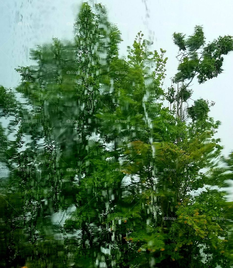 rainscape.  tree seen through rsin streaked window pane.