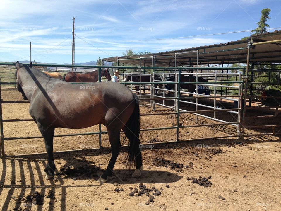 Horses in the corral on the ranch