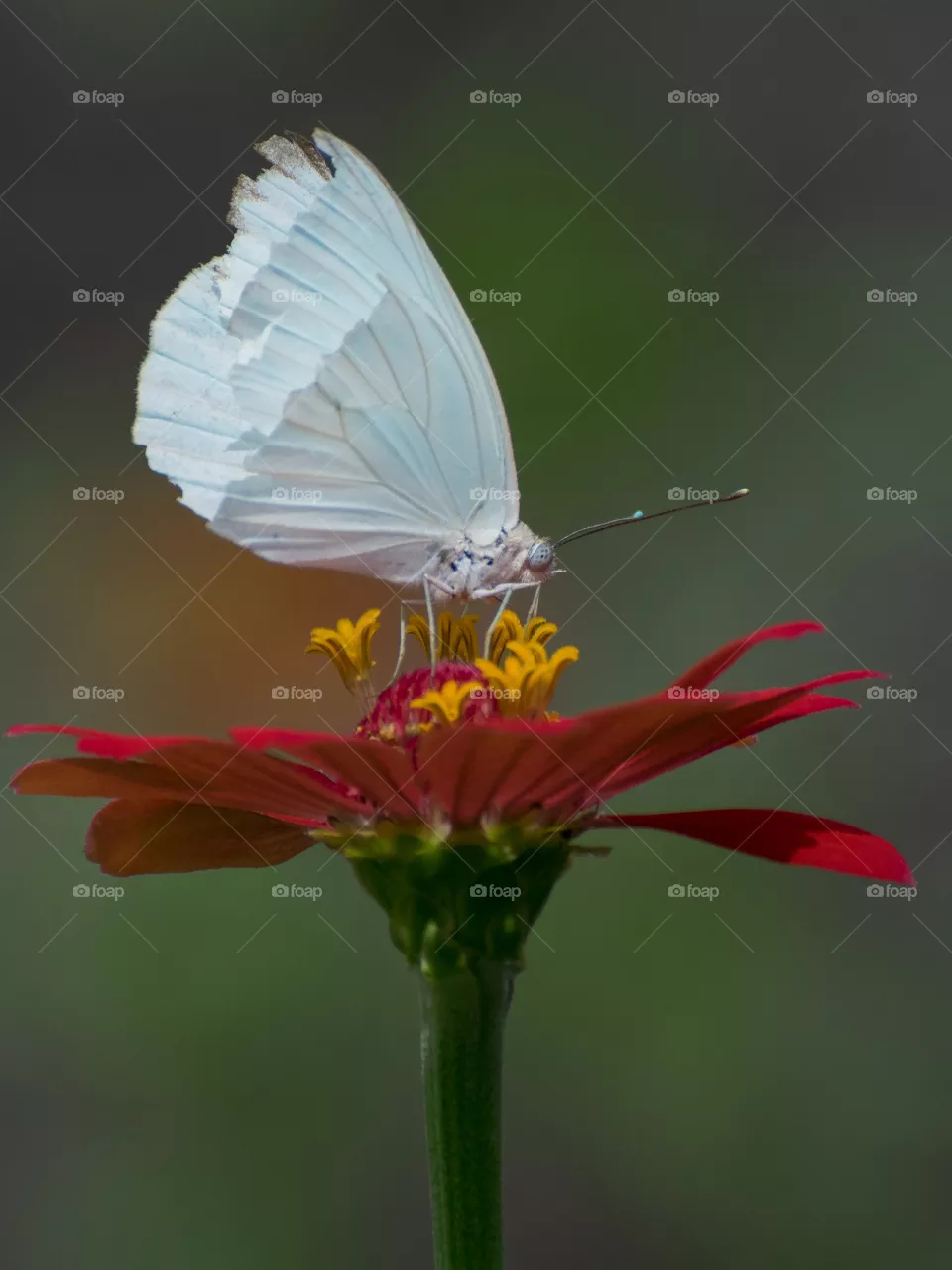 butterflies