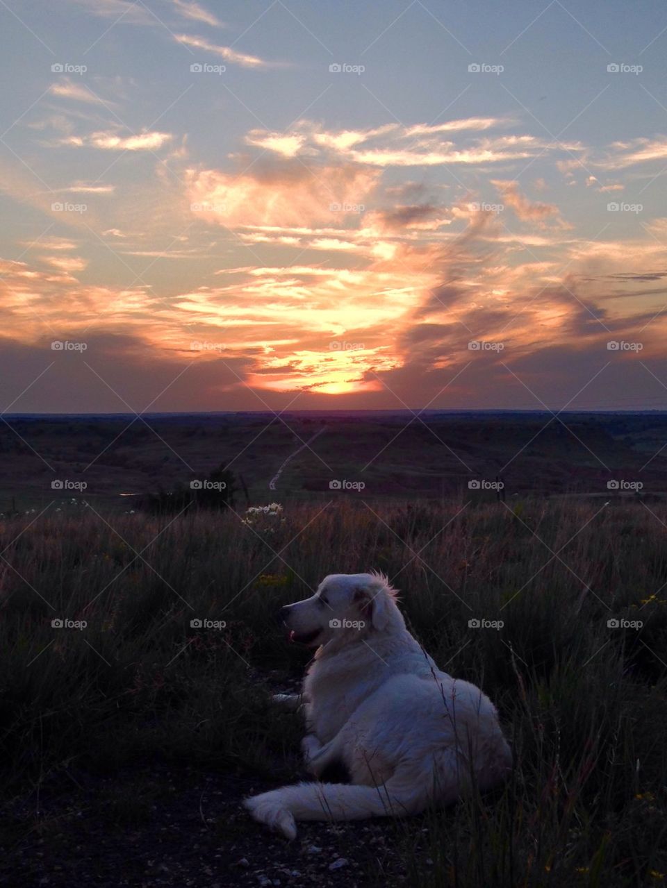 Great Pyrenees at Sunset