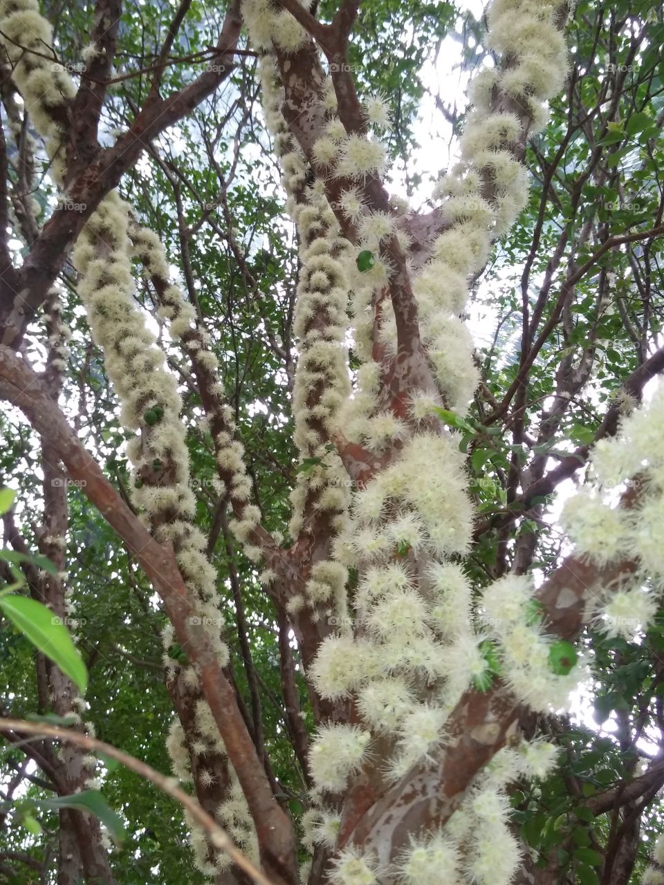jabucabeira do quintal