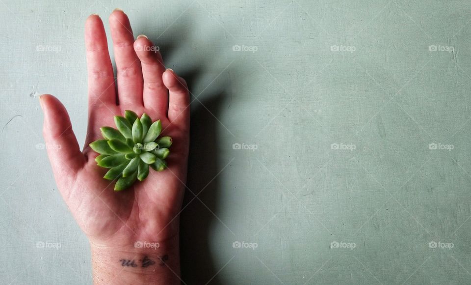 Succulent in hand with tattoo