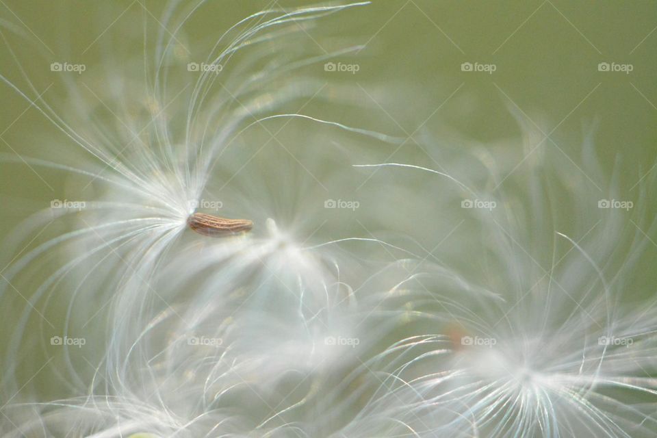 Close-up of a dandelion