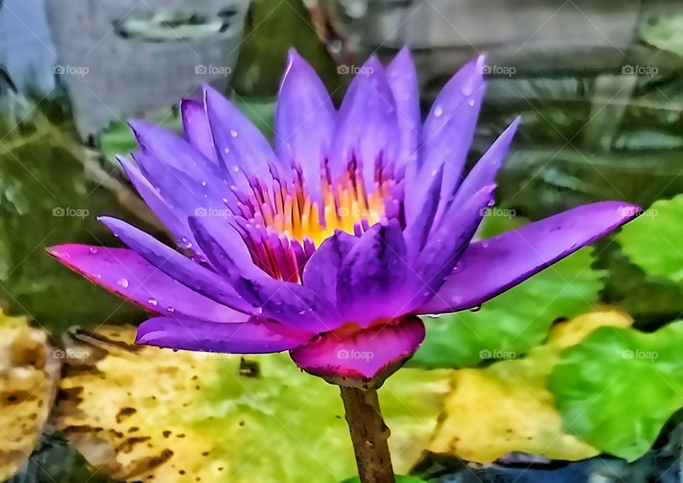 Beauty Queen Blue water Lily