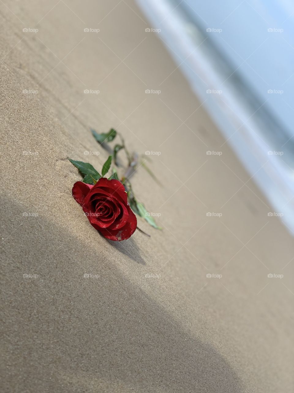 Red rose on the beach