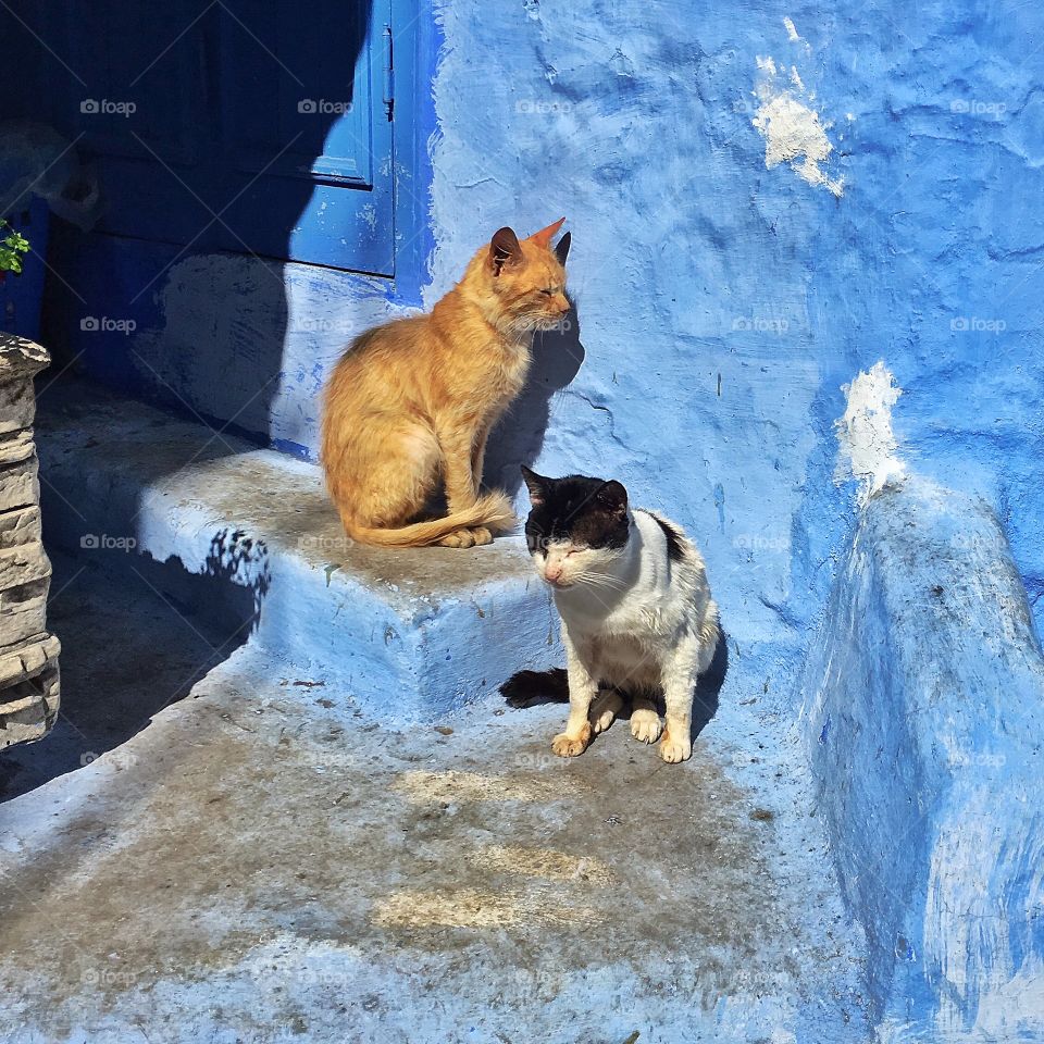 Cats of Chefchaouen 