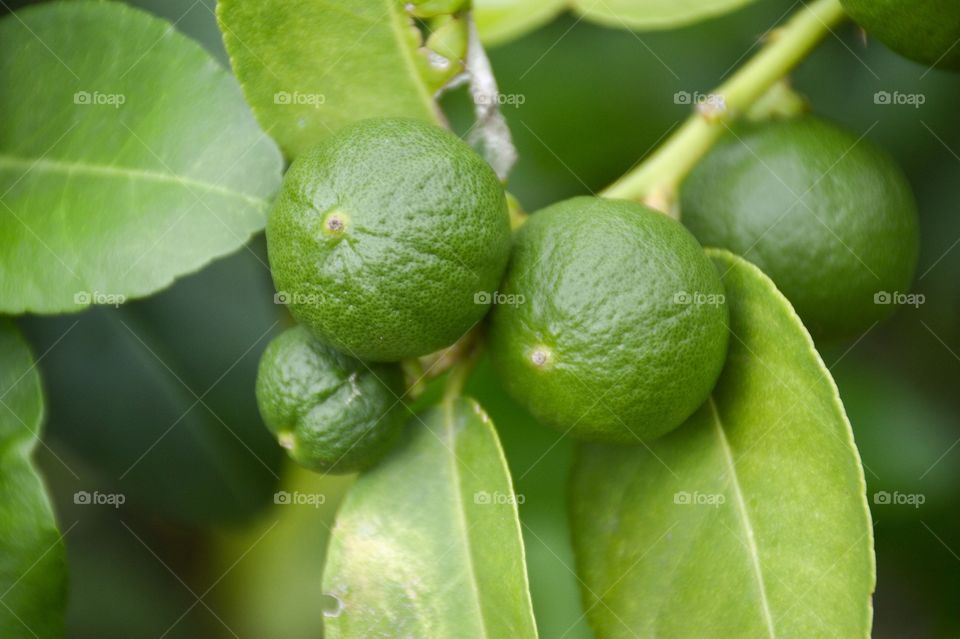 Limes fruit in nature garden