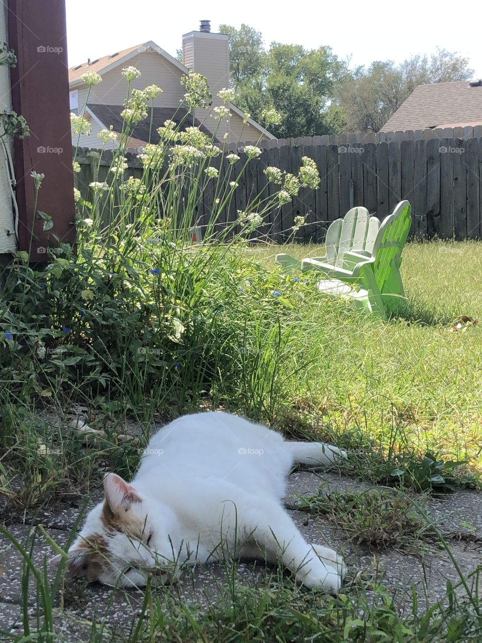 cat sleeps in the fall 