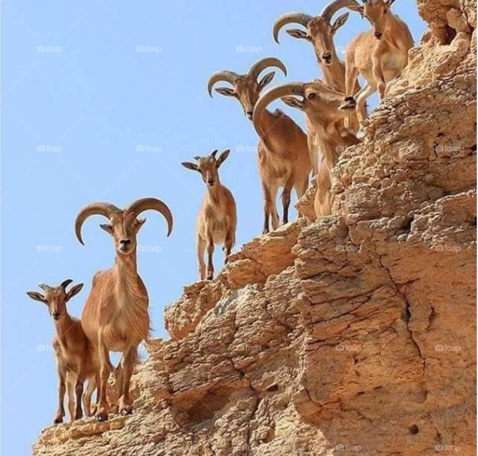 Foap we are present...