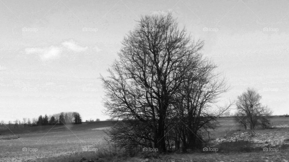 Tree, Landscape, No Person, Fog, Wood