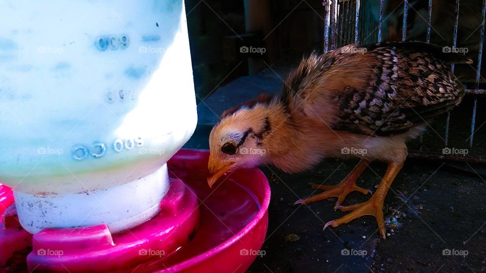 a chick is drinking - leaving its mother out of thirst under the scorching midday sun