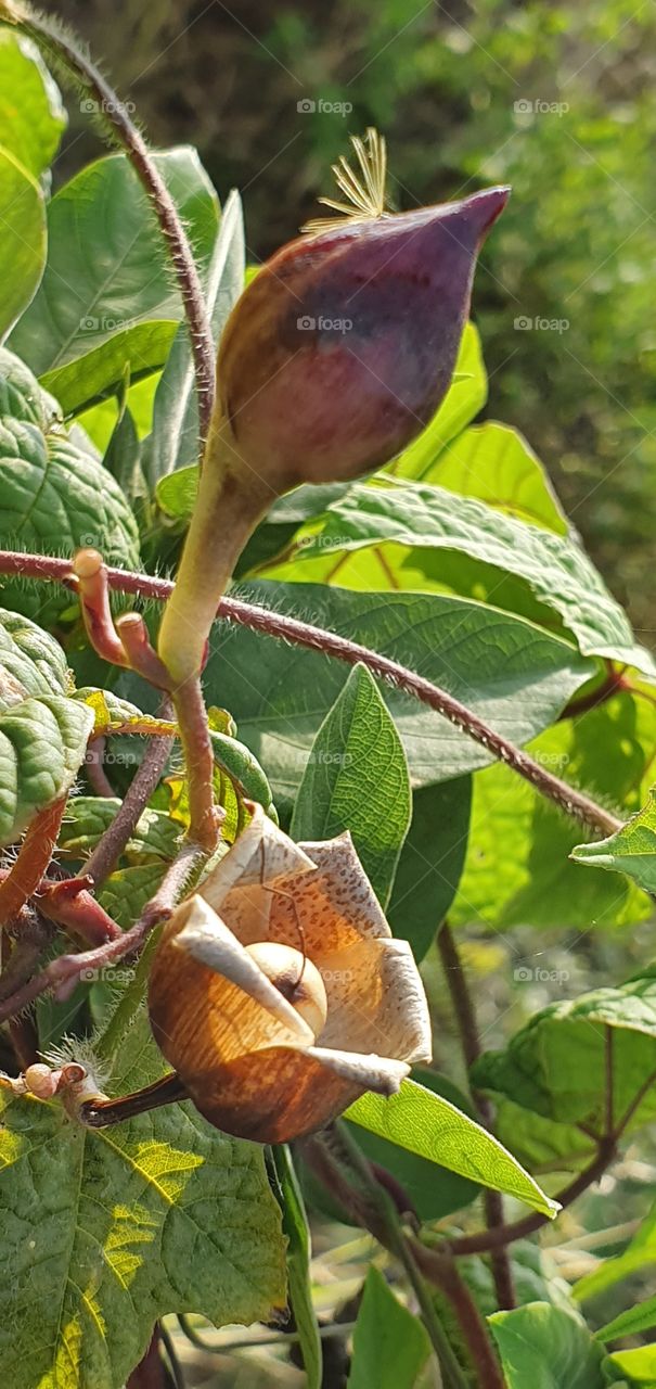 flowers in the backyard
