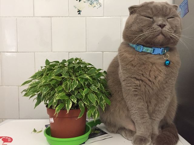 Me and my friend ficus.