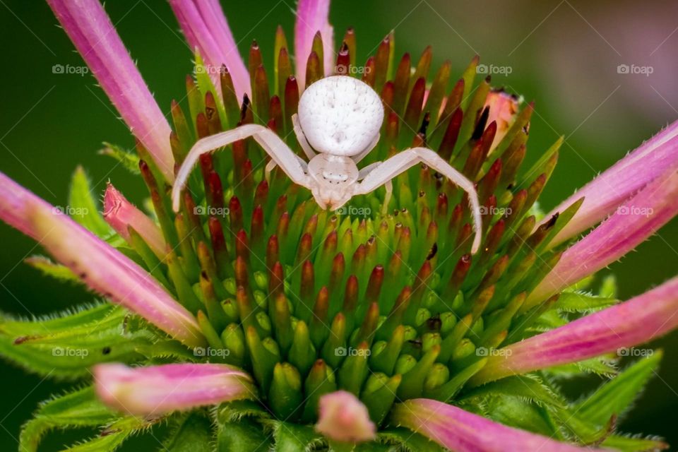 A goldenrod crab spider claims the young coneflower bloom. Raleigh, North Carolina. 