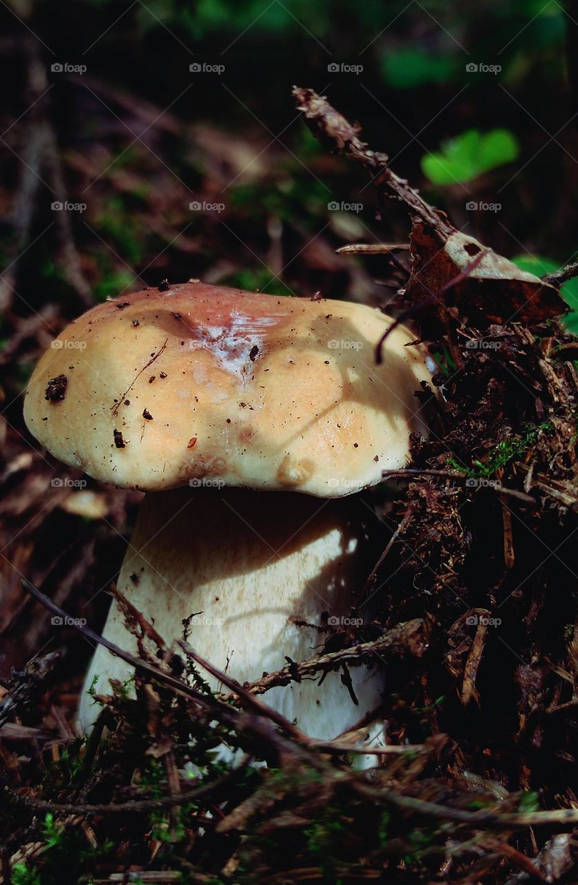 Mushrooms.  White mushroom among grass and moss