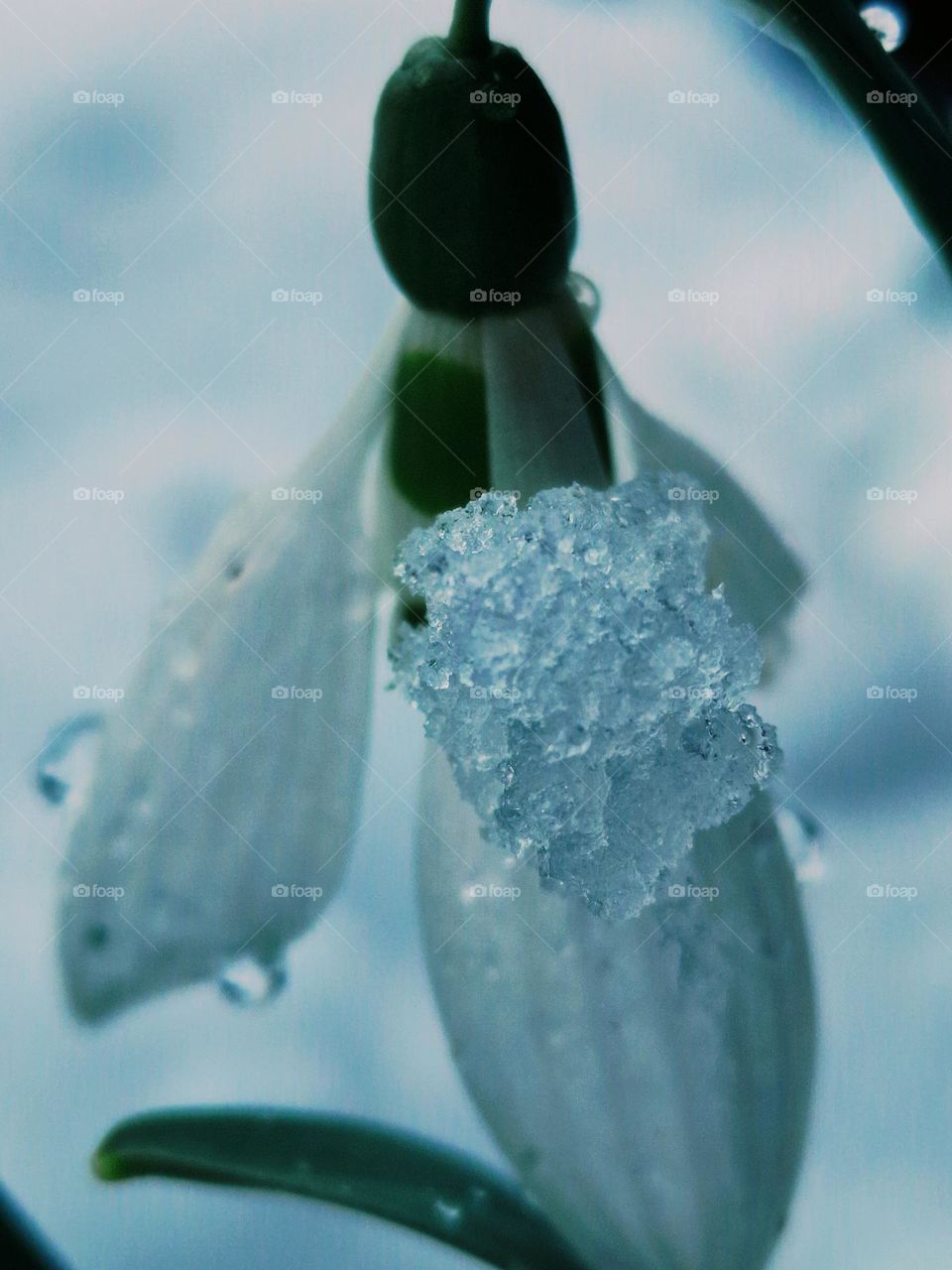 snowdrop flower in the ice