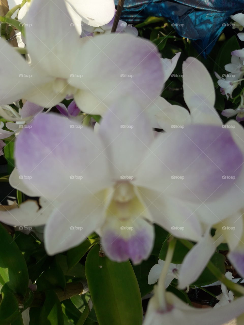 soft purple orchid flower