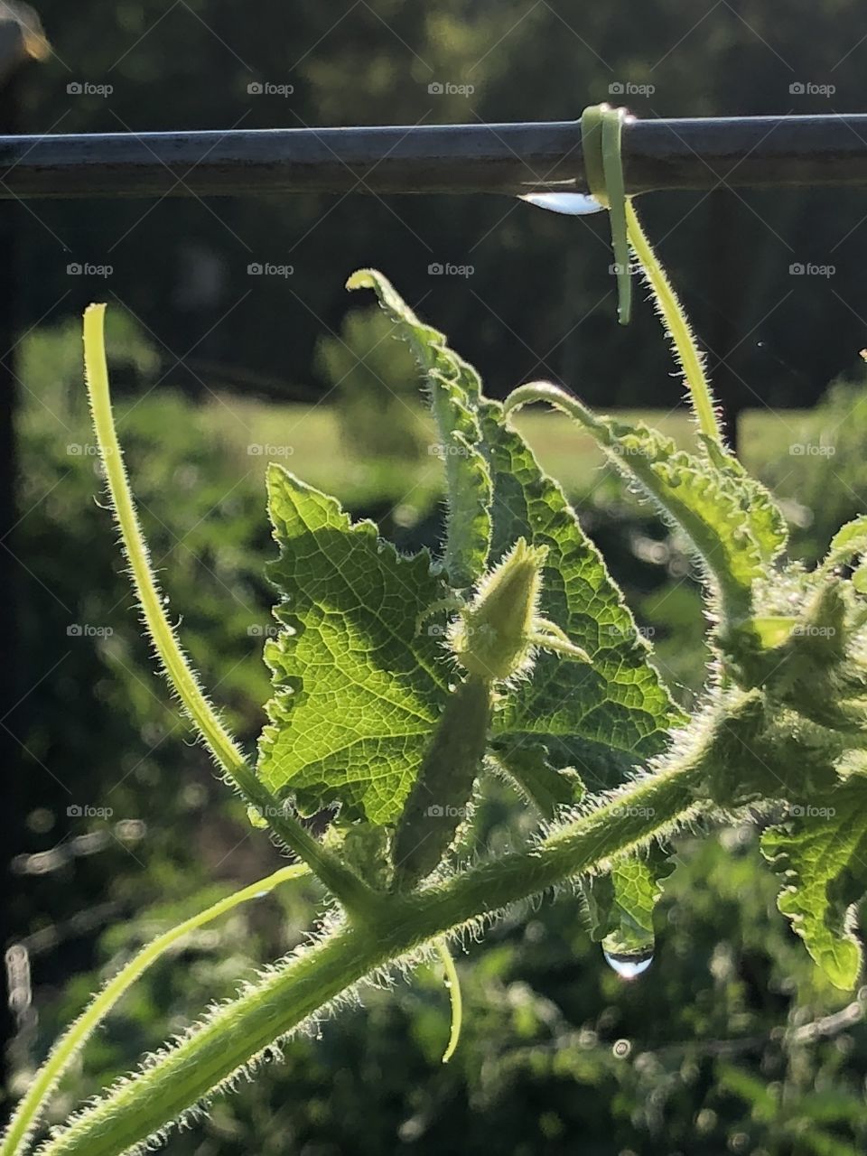 Garden plants