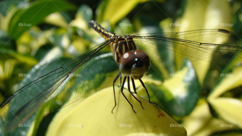 Dragonfly closeup frontal view against schefflera arboricola