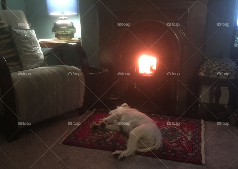 Dog and fire 