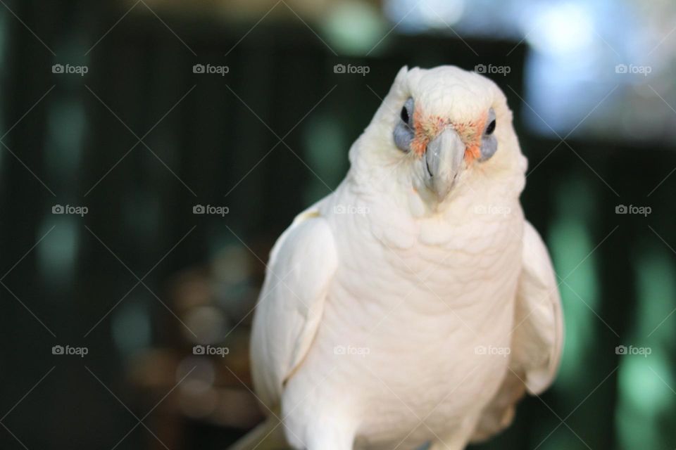 A mischievous little corella, strutting along a fence line as it it was a model walk
