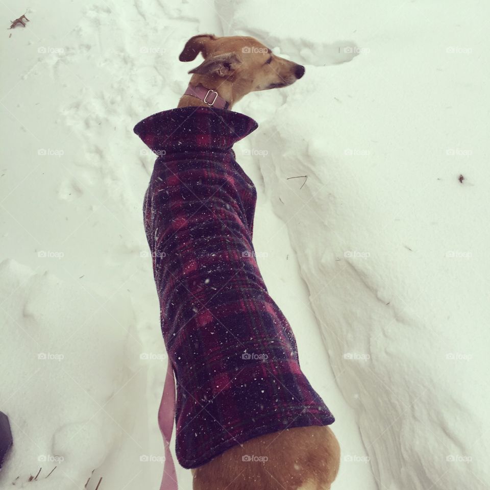 Snowy walk