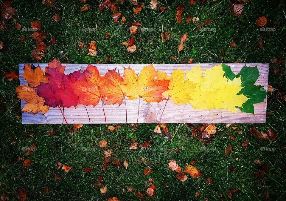 High angle view of autumn leaf