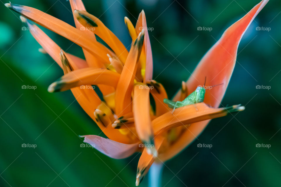 Grasshopper resting on the flower petal