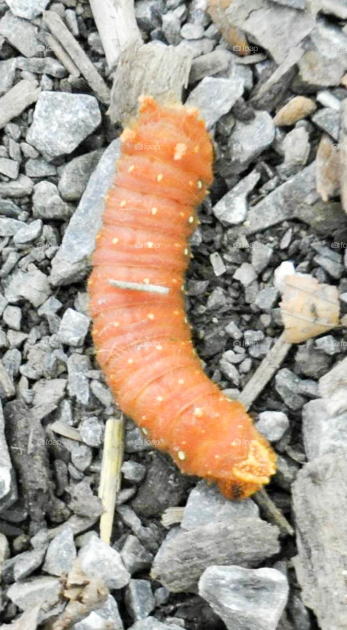 weird caterpillar. I found this amazing creature while hiking at Catoctin Mountain Park in Thurmont, MD