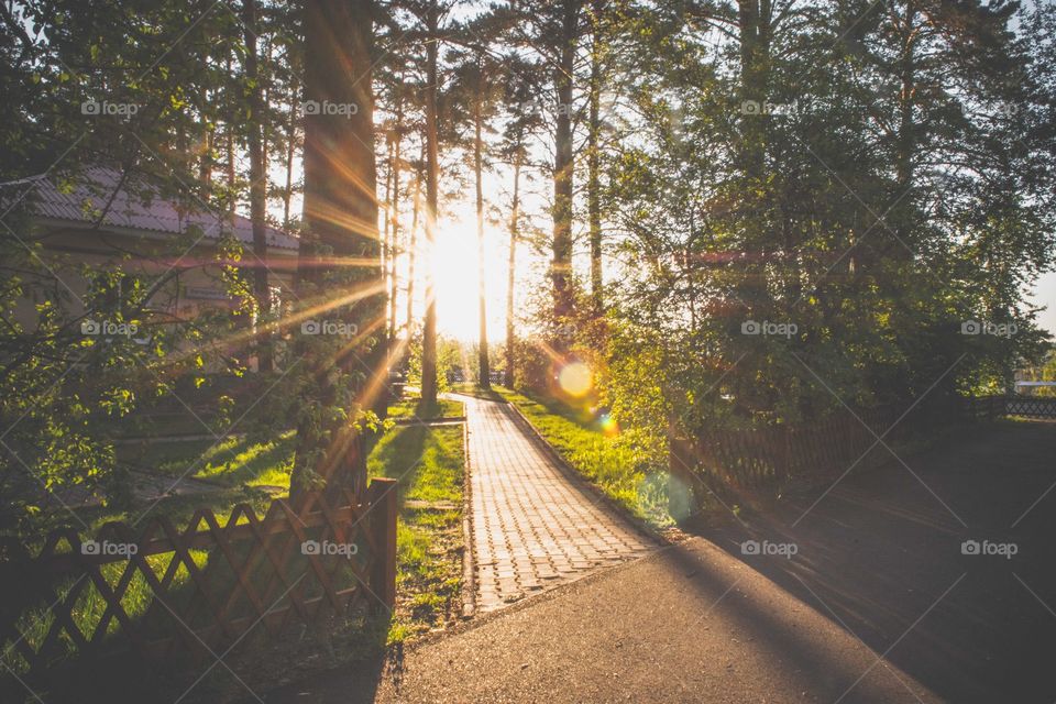 Scenic view of park at sunset