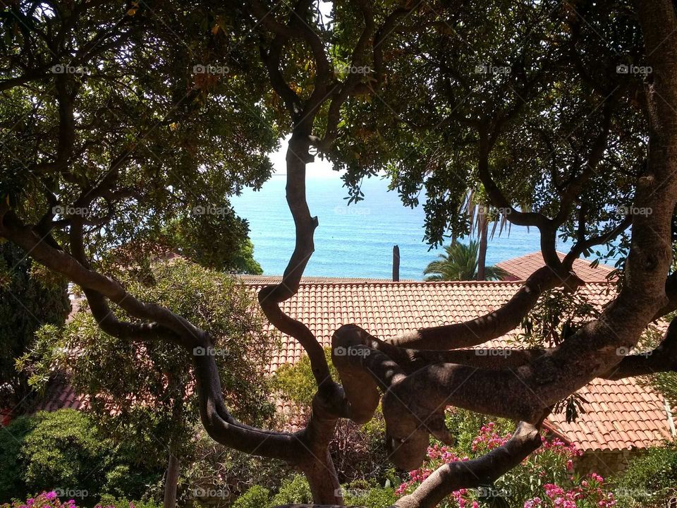 Through the tree to the sea