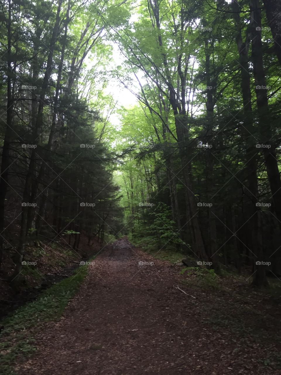 Dark hiking path