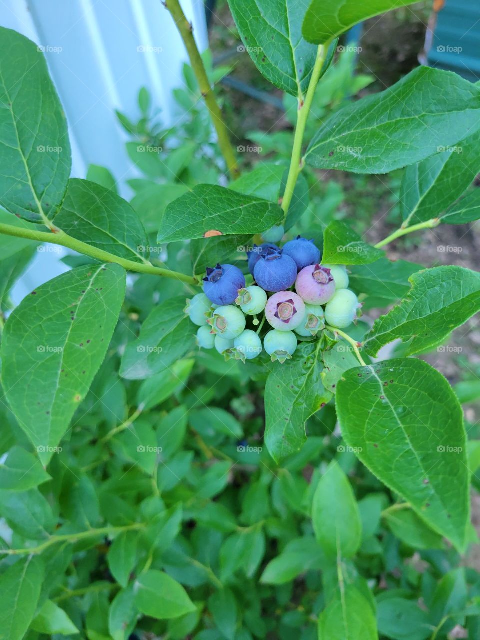 Blueberries ripening on the bush