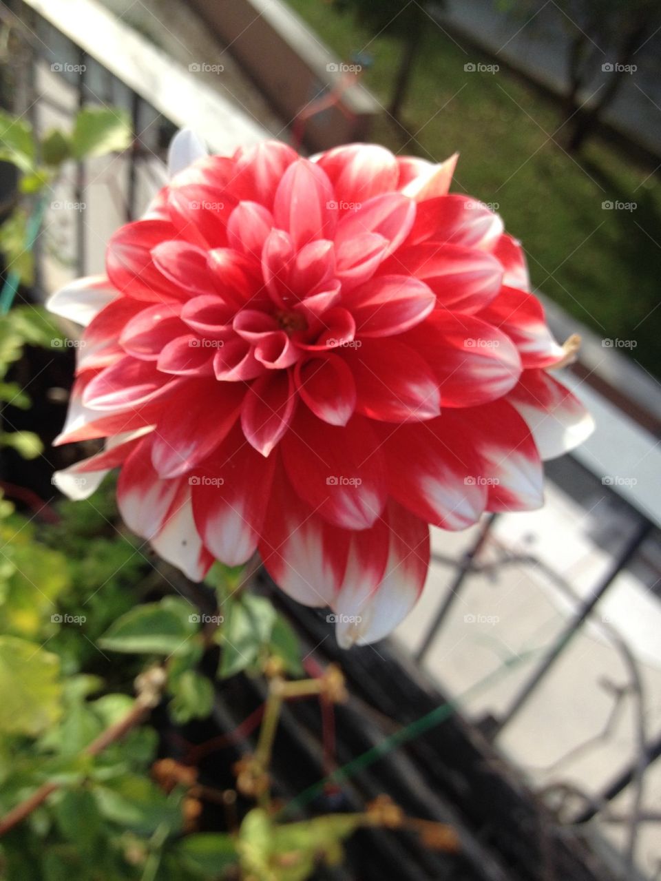 Flower of Dalhia. A big flower ready to smell good,Italy