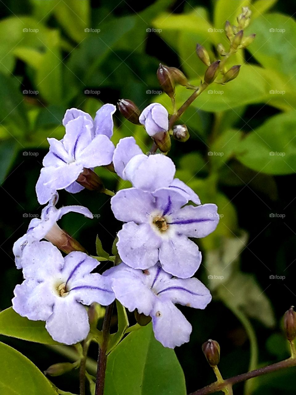 Beautiful flower with green leafs
