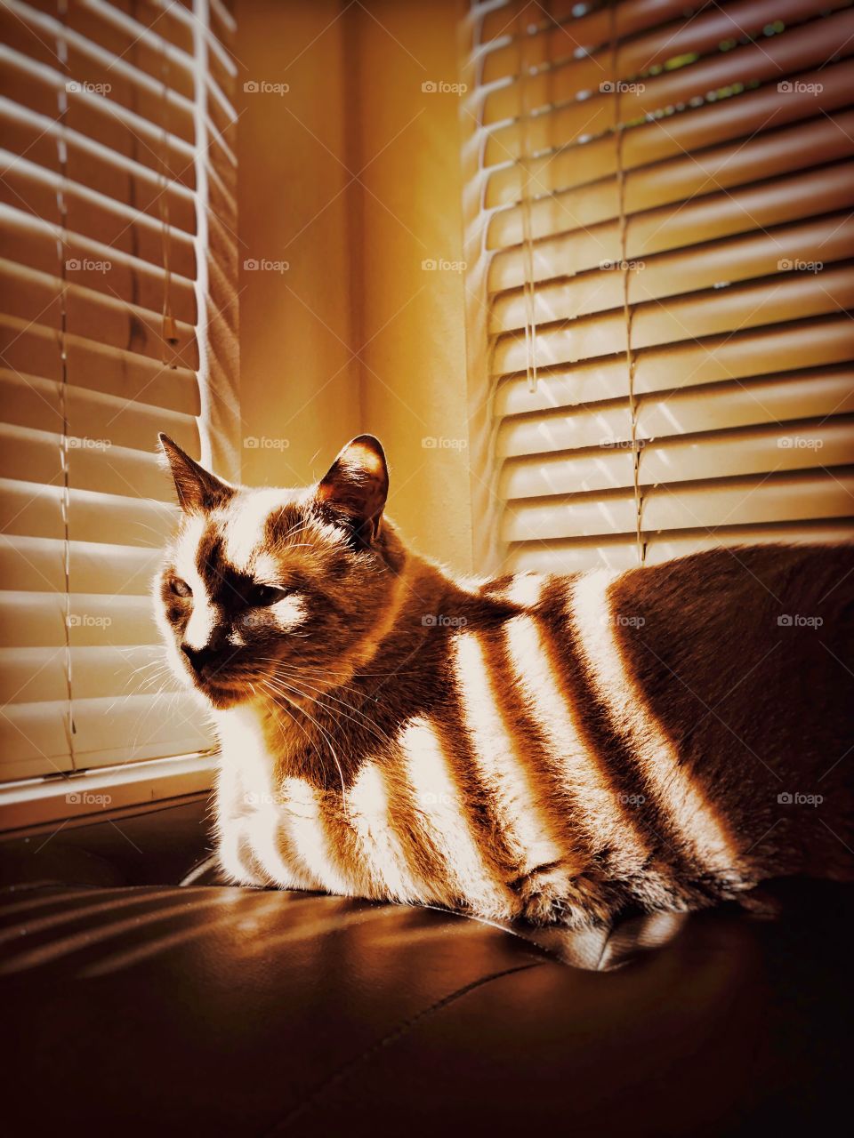 Cat warming itself in sunlight