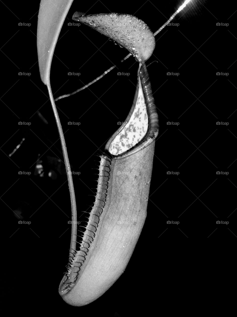 Nepenthes Sanguinea, Tropical Pitcher Plant, Carnivorous