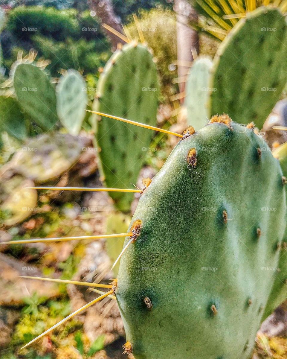 Сочи.Съедобный кактус «Opuntia»